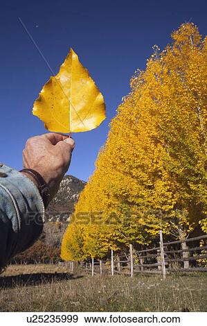 Stock Photo - USA, Colorado, Hand holding yellow leaf against blue sky. Fotosearch