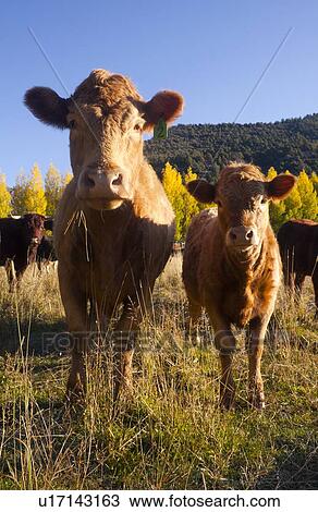 USA, Colorado, View Large Photo Image Stock Image - USA, Colorado,. Fotosearch