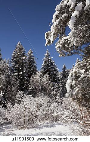 USA, Colorado, Winter landscape View Large Photo Image Stock Image - USA, Colorado, Winter landscape. Fotosearch