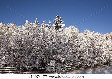 Stock Photo - USA, Colorado, Winter landscape. Fotosearch