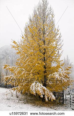 USA, Colorado, Yellow tree covered by snow View Large Photo Image Stock Image - USA, Colorado, Yellow tree covered by snow. Fotosearch