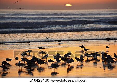Stock Image - USA, Florida, Daytona Beach, Seabirds on beach. Fotosearch