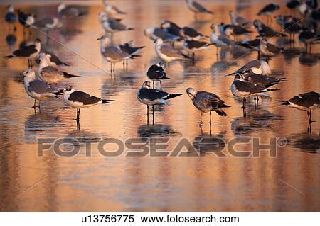 USA, Florida, Daytona Beach, Seabirds on beach View Large Photo Image Stock Photography - USA, Florida, Daytona Beach, Seabirds on beach. Fotosearch