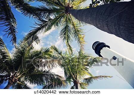 USA, Florida, Key Biscayne, Lighthouse with palm trees View Large Photo Image Stock Image - USA, Florida, Key Biscayne, Lighthouse with palm trees. Fotosearch