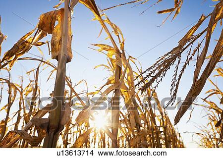USA, Iowa, Latimer, Close-up of ripe corn View Large Photo Image Picture - USA, Iowa, Latimer, Close-up of ripe corn. Fotosearch