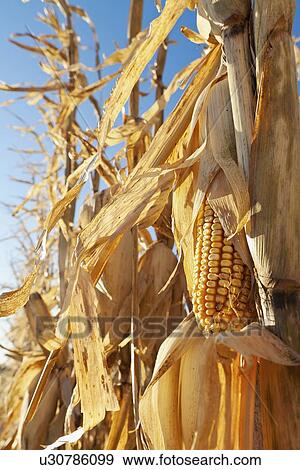 USA, Iowa, Latimer, Close-up of ripe corn View Large Photo Image Stock Photo - USA, Iowa, Latimer, Close-up of ripe corn. Fotosearch