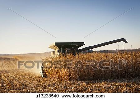 USA, Iowa, Latimer, Combine harvester harvesting corn View Large Photo Image Stock Image - USA, Iowa, Latimer, Combine harvester harvesting corn. Fotosearch
