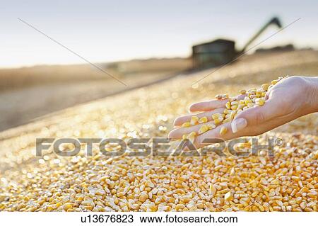 USA, Iowa, Latimer, Combine harvester harvesting corn View Large Photo Image Stock Image - USA, Iowa, Latimer, Combine harvester harvesting corn. Fotosearch