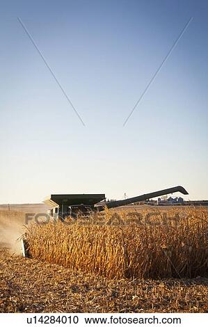 USA, Iowa, Latimer, Combine harvester harvesting corn View Large Photo Image Stock Image - USA, Iowa, Latimer, Combine harvester harvesting corn. Fotosearch