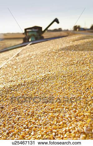 USA, Iowa, Latimer, Combine harvester harvesting corn View Large Photo Image Stock Image - USA, Iowa, Latimer, Combine harvester harvesting corn. Fotosearch
