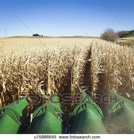 Stock Photography - USA, Iowa, Latimer, Combine harvester harvesting corn. Fotosearch