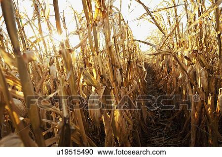 USA, Iowa, Latimer, Field of ripe corn View Large Photo Image Stock Image - USA, Iowa, Latimer, Field of ripe corn. Fotosearch