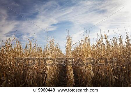 USA, Iowa, Latimer, Field of ripe corn View Large Photo Image Stock Photo - USA, Iowa, Latimer, Field of ripe corn. Fotosearch