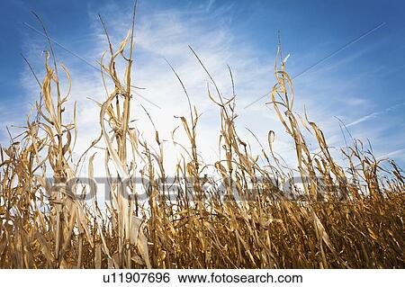 Stock Photograph - USA, Iowa, Latimer, Field of ripe corn. Fotosearch