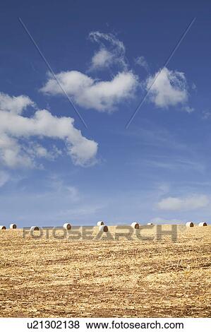Stock Photo - USA, Iowa, Latimer, Hay bales on field. Fotosearch