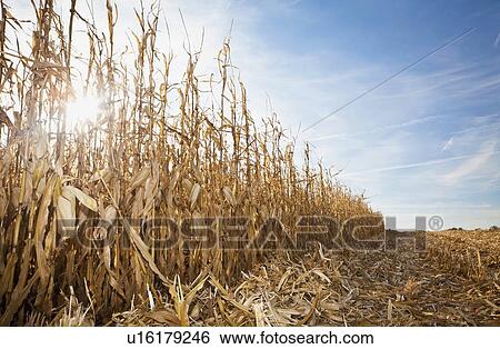 USA, Iowa, Latimer, Partly harvester corn field View Large Photo Image Stock Photograph - USA, Iowa, Latimer, Partly harvester corn field. Fotosearch