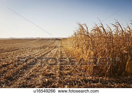 Stock Photograph - USA, Iowa, Latimer, Partly harvester corn field. Fotosearch