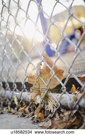 Picture - USA, New York State, New York City, Fallen leaves and chainlink fence. Fotosearch