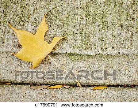 USA, New York State, New York City, Yellow leaf on concrete View Large Photo Image Stock Image - USA, New York State, New York City, Yellow leaf on concrete. Fotosearch