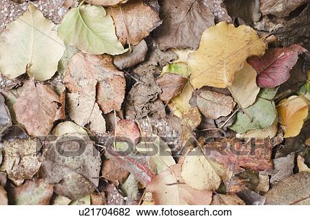 Stock Image - USA, New York State, New York City, Dried leaves. Fotosearch