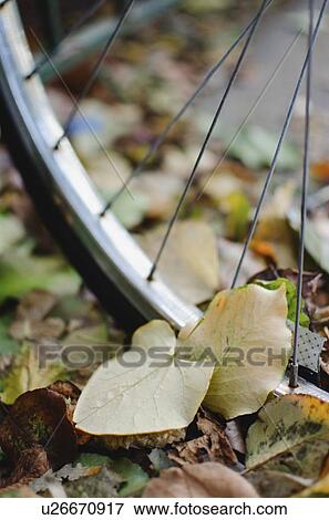 Stock Photo - USA, New York State, New York City, Fall leaves and bicycle wheel. Fotosearch