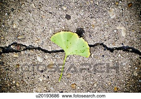 USA, New York State, New York City, Ginko biloba leaf on concrete View Large Photo Image Stock Photograph - USA, New York State, New York City, Ginko biloba leaf on concrete. Fotosearch