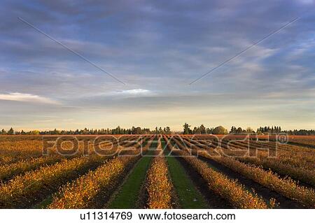 Stock Photo - USA, Oregon, Marion County, Row crop in field. Fotosearch
