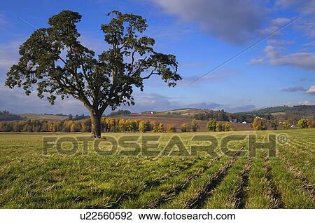 Stock Image - USA, Oregon, Polk County, Oak tree in field. Fotosearch