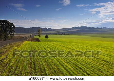 Picture - USA, Oregon, Polk County, View of green field. Fotosearch