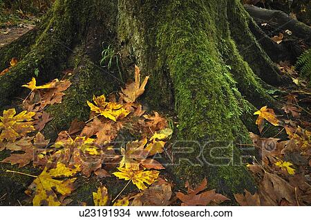 Picture - USA, Oregon, Silver Falls State Park, Tree trunk and leaves. Fotosearch