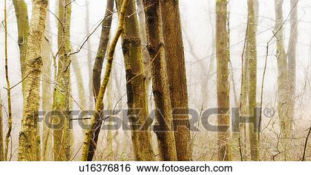 Stock Photograph - USA, Pennsylvania, Poconos, Close-up of tree trunks in forest. Fotosearch