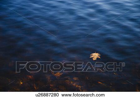 USA, Pennsylvania, Poconos, Leaf floating on water View Large Photo Image Stock Image - USA, Pennsylvania, Poconos, Leaf floating on water. Fotosearch