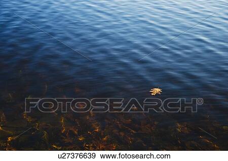 Stock Photo - USA, Pennsylvania, Poconos, Leaf floating on water. Fotosearch
