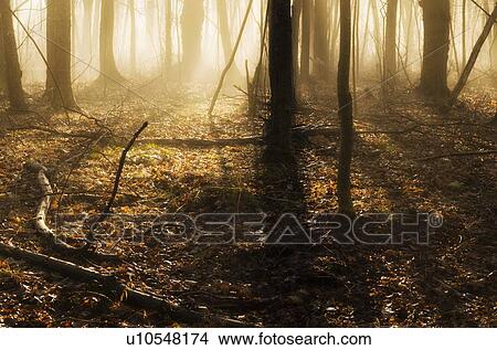 USA, Pennsylvania, Poconos, Scenic view of forest View Large Photo Image Picture - USA, Pennsylvania, Poconos, Scenic view of forest. Fotosearch