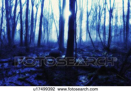 Stock Image - USA, Pennsylvania, Poconos, Scenic view of forest. Fotosearch