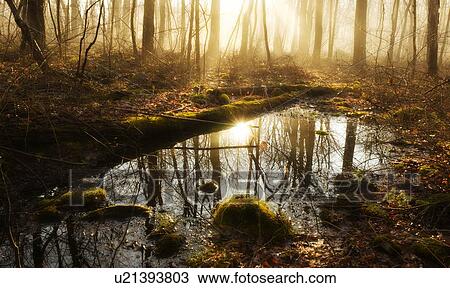 Stock Image - USA, Pennsylvania, Poconos, Scenic view of forest reflecting in pond. Fotosearch