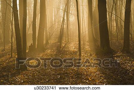 USA, Pennsylvania, Poconos, Scenic view of forest View Large Photo Image Stock Image - USA, Pennsylvania, Poconos, Scenic view of forest. Fotosearch