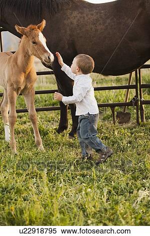 USA, Utah, Lehi, Boy (2-3) stroking foal View Large Photo Image Stock Photography - USA, Utah, Lehi, Boy (2-3) stroking foal. Fotosearch