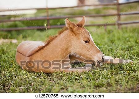 Stock Photography - USA, Utah, Lehi, Foal lying on grass. Fotosearch