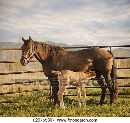 Stock Photo - USA, Utah, Lehi, Foal with mother. Fotosearch