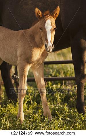 USA, Utah, Lehi, Foal with mother View Large Photo Image Stock Photo - USA, Utah, Lehi, Foal with mother. Fotosearch