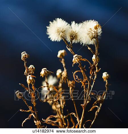 View of dried flowers View Large Photo Image Picture - View of dried flowers. Fotosearch