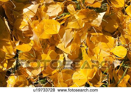 Yellow fallen leaves View Large Photo Image Stock Photo - Yellow fallen leaves. Fotosearch