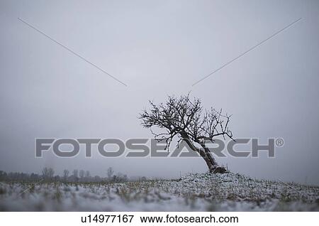 Stock Photo - Bare tree growing in snowy landscape. Fotosearch