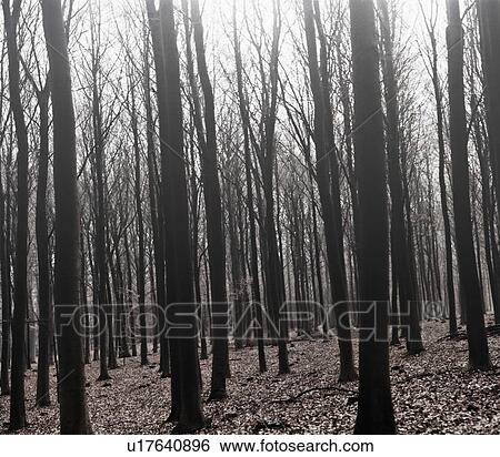 Stock Photograph - Bare trees growing in forest. Fotosearch