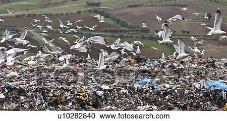 Birds circling garbage collection center View Large Photo Image Stock Image - Birds circling garbage collection center. Fotosearch
