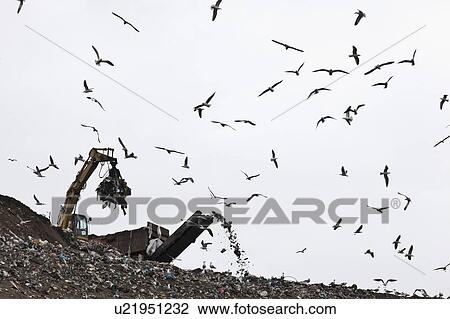 Birds circling garbage collection center View Large Photo Image Stock Image - Birds circling garbage collection center. Fotosearch