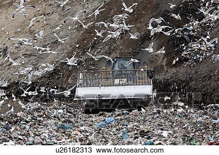 Birds circling garbage collection center View Large Photo Image Stock Image - Birds circling garbage collection center. Fotosearch