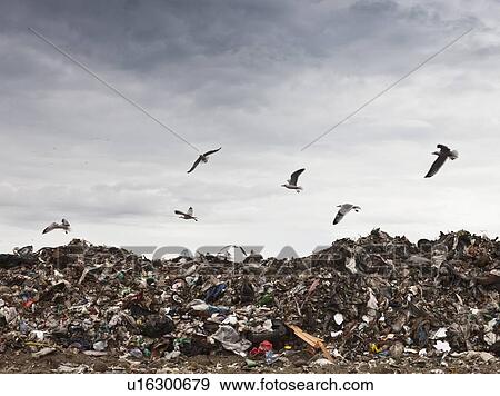 Stock Photo - Birds circling garbage collection center. Fotosearch