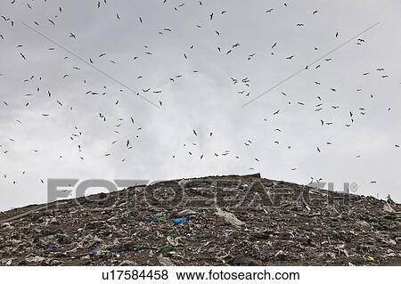 Stock Photo - Birds circling garbage collection center. Fotosearch